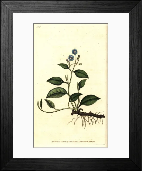 Framed Print : Creeping navelwort, Omphalodes verna Framed Print : Creeping navelwort, Omphalodes verna