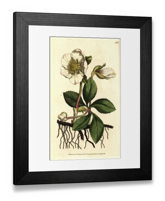 Framed Print : Christmas rose or black hellebore, Helleborus niger Framed Print : Christmas rose or black hellebore, Helleborus niger