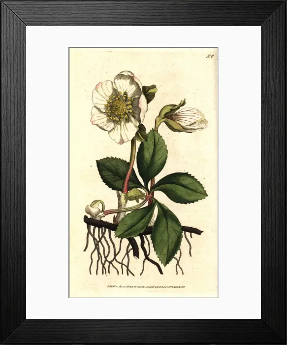 Framed Print : Christmas rose or black hellebore, Helleborus niger Framed Print : Christmas rose or black hellebore, Helleborus niger