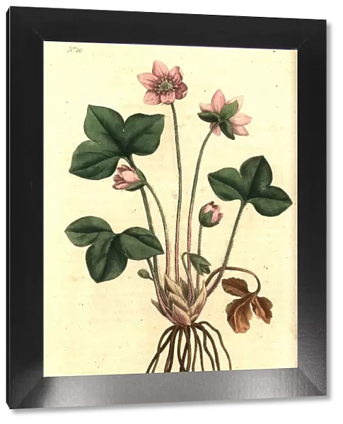 Hepatica or noble liverwort, Anemone hepatica