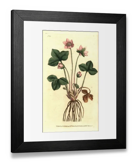 Framed Print : Hepatica or noble liverwort, Anemone hepatica