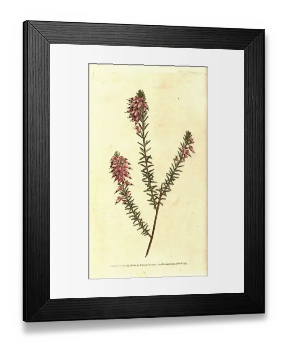 Framed Print : Herbaceous heath, Erica herbacea Framed Print : Herbaceous heath, Erica herbacea