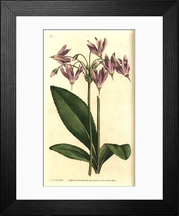 Framed Print : American cowslip or Meads dodecatheon, Dodecatheon meadia Framed Print : American cowslip or Meads dodecatheon, Dodecatheon meadia