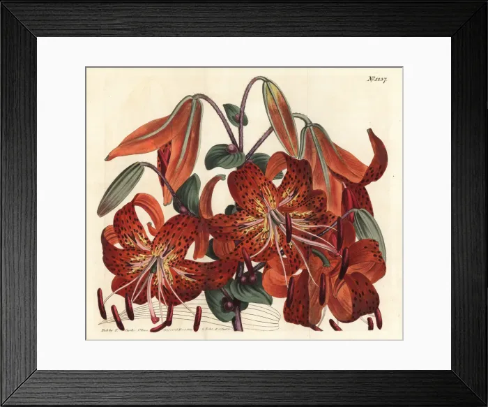 Framed Print : Tiger lily, Lilium lancifolium Framed Print : Tiger lily, Lilium lancifolium