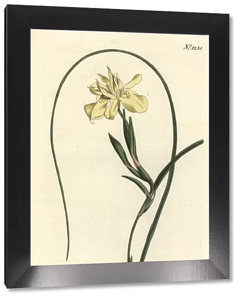 Yellow esculent-rooted moraea, Moraea fugax