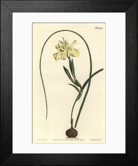 Framed Print : Yellow esculent-rooted moraea, Moraea fugax Framed Print : Yellow esculent-rooted moraea, Moraea fugax
