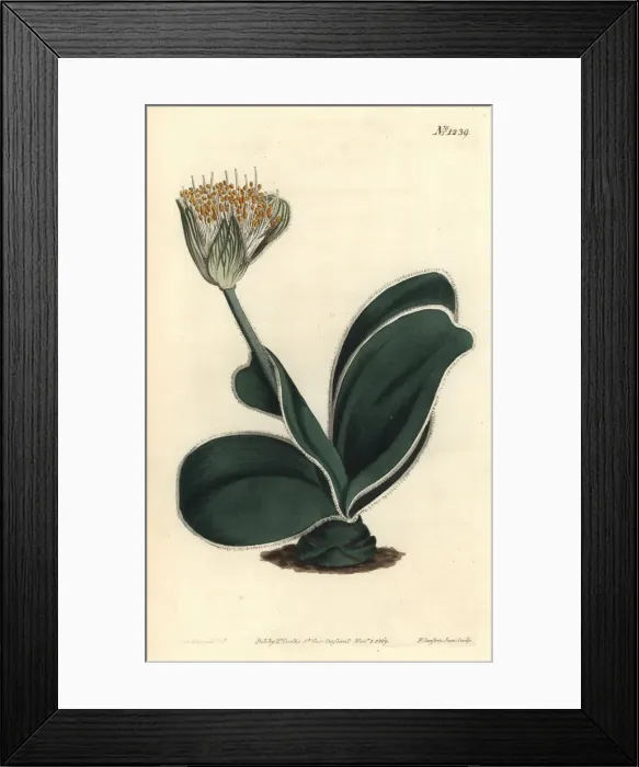 Framed Print : White-flowered haemanthus, Haemanthus albiflos Framed Print : White-flowered haemanthus, Haemanthus albiflos