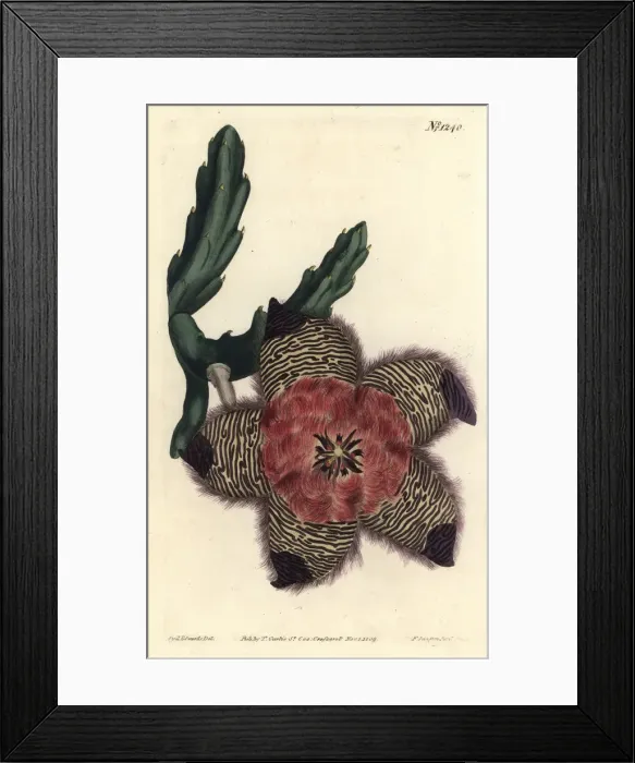 Framed Print : Cushioned stapelia, Stapelia pulvinata Framed Print : Cushioned stapelia, Stapelia pulvinata