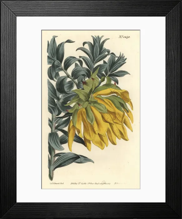 Framed Print : Orange nodding-head or mountain dahlia, Liparia splendens Framed Print : Orange nodding-head or mountain dahlia, Liparia splendens