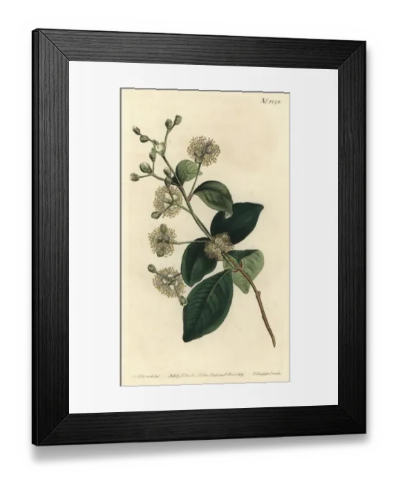 Framed Print : Twinberry, Myrcianthes fragrans Framed Print : Twinberry, Myrcianthes fragrans