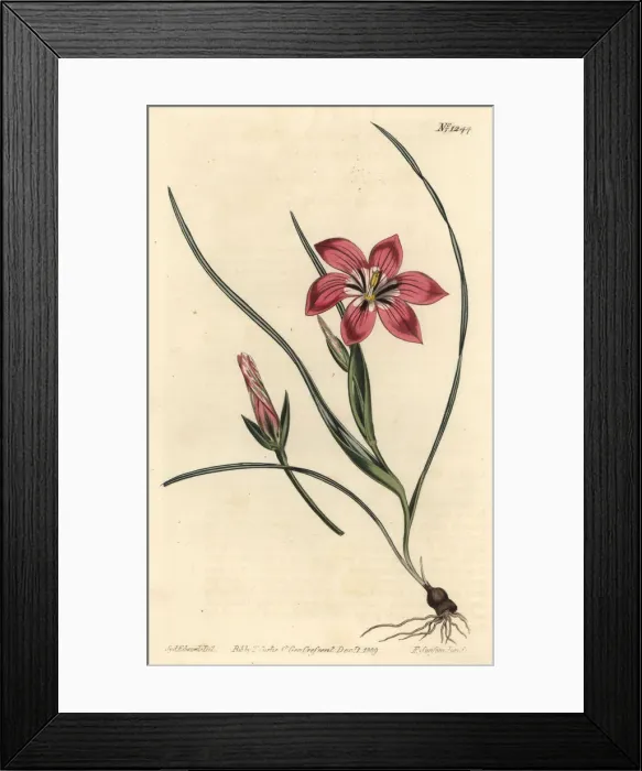 Framed Print : Pink froetang, Romulea flava Framed Print : Pink froetang, Romulea flava