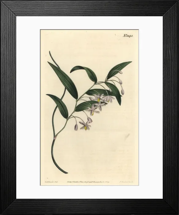 Framed Print : Wombat berry, Eustrephus latifolius Framed Print : Wombat berry, Eustrephus latifolius