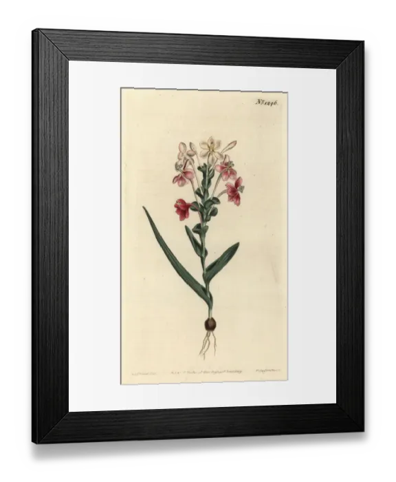 Framed Print : Lapeirousia pyramidalis Framed Print : Lapeirousia pyramidalis