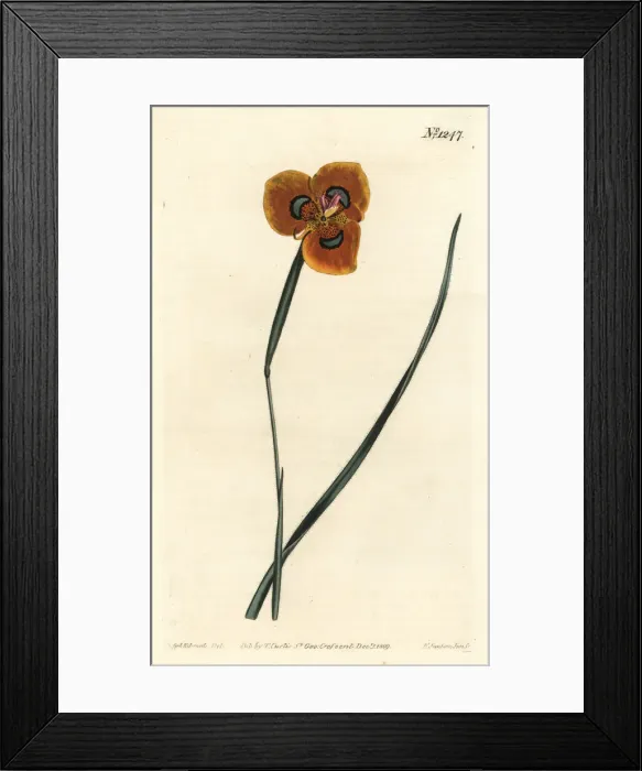 Framed Print : Moraea tulbaghensis Framed Print : Moraea tulbaghensis