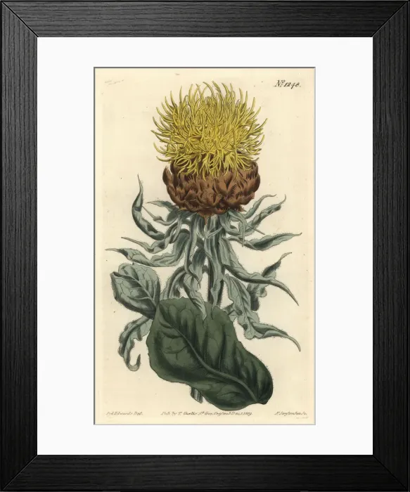 Framed Print : Giant knapweed, Centaurea macrocephala Framed Print : Giant knapweed, Centaurea macrocephala