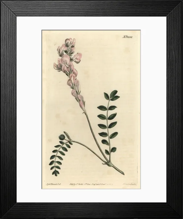 Framed Print : Hedysarum spinosissimum subsp. capitatum Framed Print : Hedysarum spinosissimum subsp. capitatum