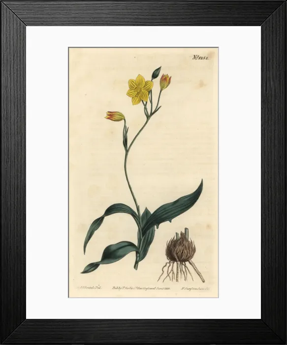 Framed Print : Yellow cyanella, Cyanella lutea Framed Print : Yellow cyanella, Cyanella lutea