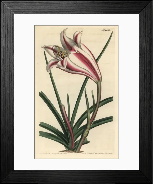Framed Print : Crinum ornatum Framed Print : Crinum ornatum