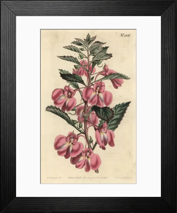 Framed Print : Garden balsam, Impatiens balsamina Framed Print : Garden balsam, Impatiens balsamina