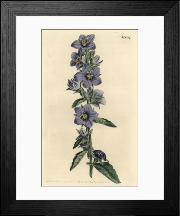 Framed Print : Rough-leaved bellflower, Campanula peregrina Framed Print : Rough-leaved bellflower, Campanula peregrina
