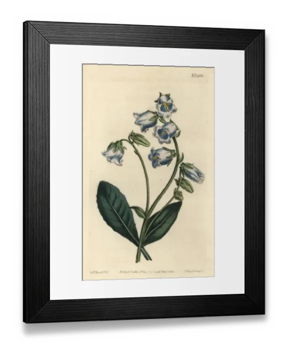 Framed Print : Bearded bellflower, Campanula barbata Framed Print : Bearded bellflower, Campanula barbata