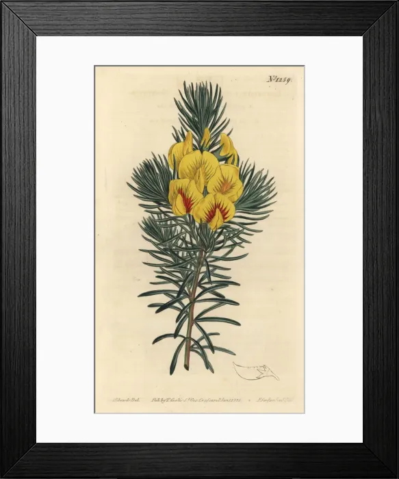 Framed Print : Coastal tea or kustee, Cyclopia genistoides Framed Print : Coastal tea or kustee, Cyclopia genistoides