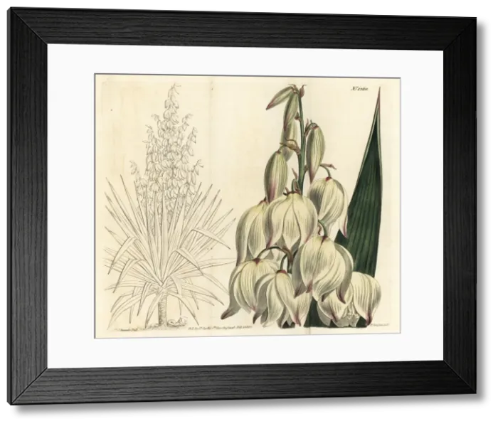 Framed Print : Spanish dagger, Yucca gloriosa Framed Print : Spanish dagger, Yucca gloriosa