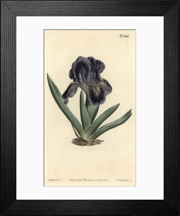 Framed Print : Iris x binata Framed Print : Iris x binata
