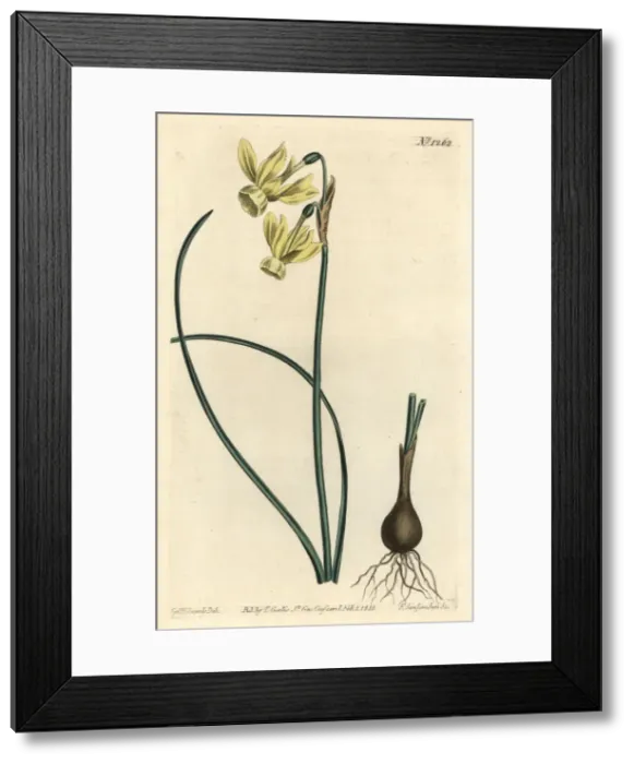 Framed Print : Angels tears, Narcissus triandrus Framed Print : Angels tears, Narcissus triandrus