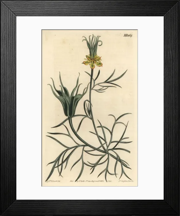 Framed Print : Oriental fennel-flower, Nigella orientalis
