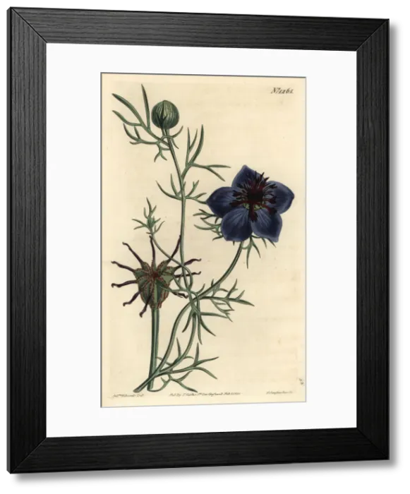 Framed Print : Spanish fennel-flower, Nigella hispanica Framed Print : Spanish fennel-flower, Nigella hispanica