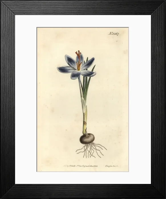 Framed Print : Mountain crocus, Crocus serotinus Framed Print : Mountain crocus, Crocus serotinus
