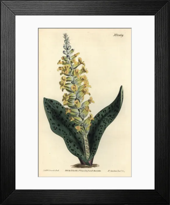 Framed Print : Spotted leaved orchis-like lachenalia, Lachenalia orchioides Framed Print : Spotted leaved orchis-like lachenalia, Lachenalia orchioides