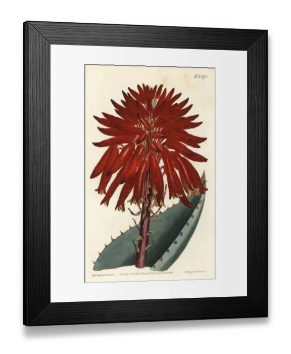 Framed Print : Rubble aloe, Aloe perfoliata Framed Print : Rubble aloe, Aloe perfoliata
