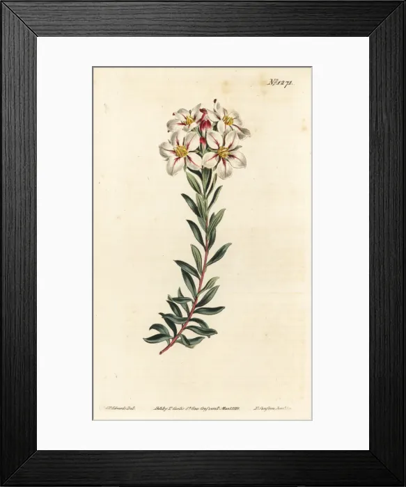 Framed Print : Buchu, Adenandra villosa Framed Print : Buchu, Adenandra villosa