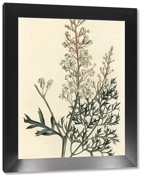 Crinkle bush or parsley fern, Lomatia silaifolia