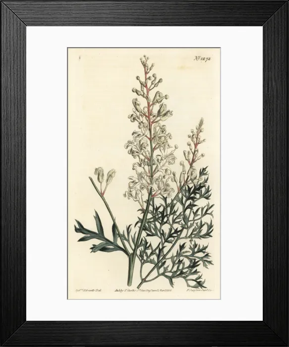 Framed Print : Crinkle bush or parsley fern, Lomatia silaifolia Framed Print : Crinkle bush or parsley fern, Lomatia silaifolia