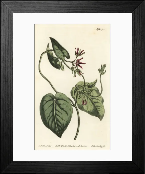 Framed Print : Climbing milkvine, Matelea obliqua Framed Print : Climbing milkvine, Matelea obliqua