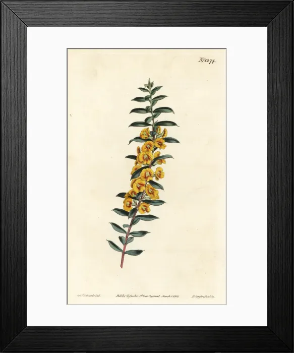 Framed Print : Eutaxia myrtifolia Framed Print : Eutaxia myrtifolia
