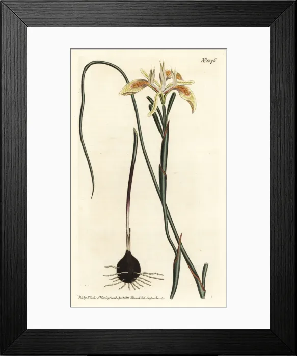Framed Print : Rolled-leaved moraea, Moraea angusta Framed Print : Rolled-leaved moraea, Moraea angusta