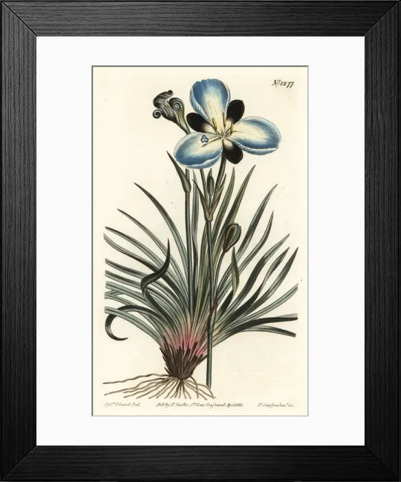Framed Print : Mourning-flowered aristea, Aristea lugens Framed Print : Mourning-flowered aristea, Aristea lugens