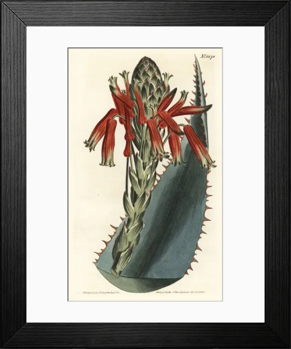 Framed Print : Blue aloe, Aloe glauca