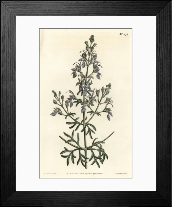 Framed Print : Great-flowered germander, Teucrium orientale Framed Print : Great-flowered germander, Teucrium orientale