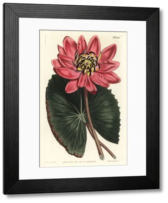 Framed Print : Red-flowered water lily, Nymphaea rubra Framed Print : Red-flowered water lily, Nymphaea rubra