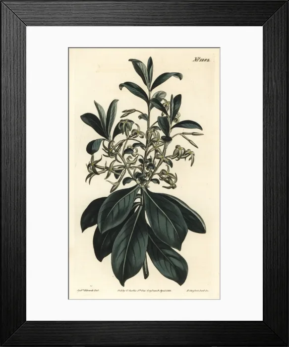Framed Print : Twin-flowered daphne, Daphne pontica Framed Print : Twin-flowered daphne, Daphne pontica