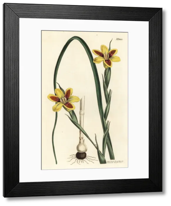 Framed Print : Elegant moraea, Moraea elegans Framed Print : Elegant moraea, Moraea elegans