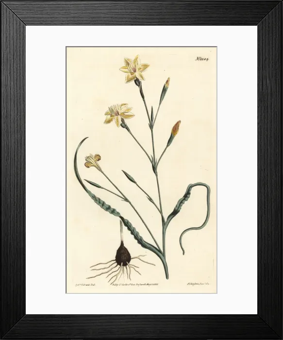 Framed Print : Curled leaved moraea, Moraea crispa Framed Print : Curled leaved moraea, Moraea crispa