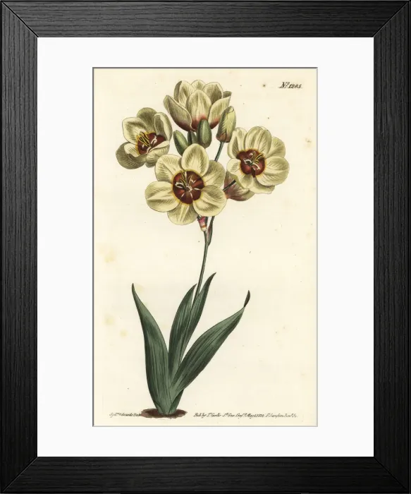 Framed Print : Ixia abbreviata Framed Print : Ixia abbreviata