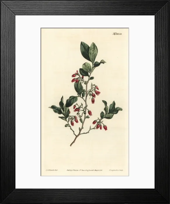 Framed Print : Black huckleberry, Gaylussacia baccata Framed Print : Black huckleberry, Gaylussacia baccata