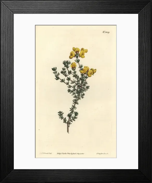 Framed Print : Fleshy-leaved aspalathus, Aspalathus carnosa Framed Print : Fleshy-leaved aspalathus, Aspalathus carnosa
